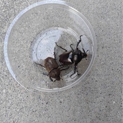 カブトムシ　ペアの画像