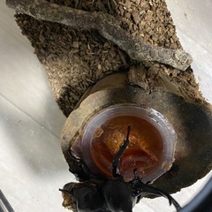 カブトムシ オス メス 1匹100円の画像