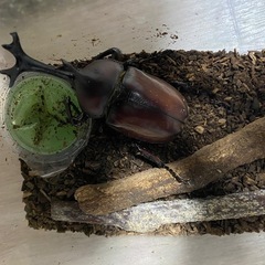 カブトムシ オス メス 1匹100円の画像