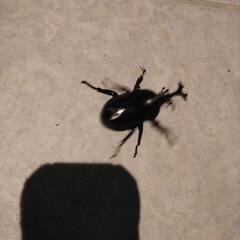 【取引中】カブトムシ　①の画像