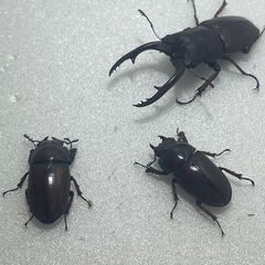 ②アスタコイデスノコギリクワガタ♂♀♀値下げしてます！の画像