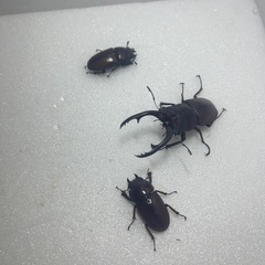 ②アスタコイデスノコギリクワガタ♂♀♀値下げしてます！の画像