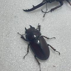 ②アスタコイデスノコギリクワガタ♂♀♀値下げしてます！の画像