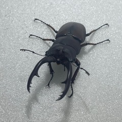 ②アスタコイデスノコギリクワガタ♂♀♀値下げしてます！の画像