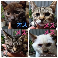 子猫　2ヶ月くらい　4匹