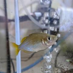 ネオンドワーフレインボー　メス　2匹　淡水魚　魚　観賞魚の画像