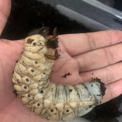 7月21日まで✨️ヘラクレスオオカブト幼虫の画像