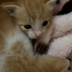 子猫
