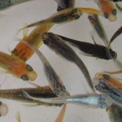 決まりました。ミックスメダカ　幼魚20匹(1.5cm前後) ②の画像