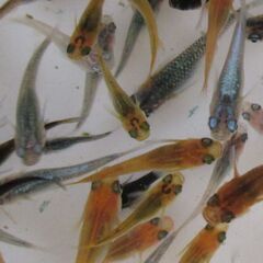 決まりました。ミックスメダカ　幼魚20匹(1.5cm前後) ②の画像