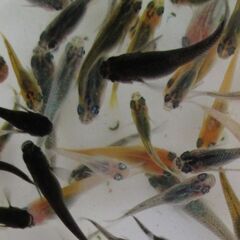 決まりました。ミックスメダカ　幼魚20匹(1.5cm前後) ②の画像
