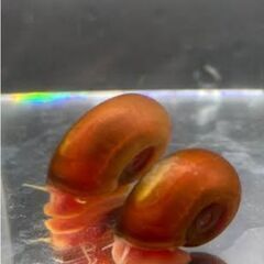 レッドラムズホーン産卵個体(受精済み)差し上げます。の画像