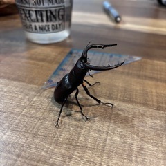 天然ノコギリクワガタ（水牛）7㎝+ゼリー付の画像
