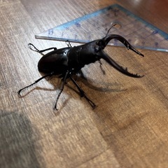天然ノコギリクワガタ（水牛）7㎝+ゼリー付の画像