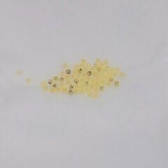 ミックスメダカ　１セットのみ　　未選別　品種不明の画像