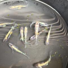 めだか　三色鰭長　モノクロ系の画像
