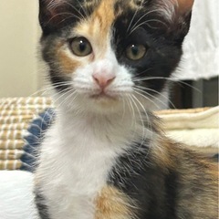 好奇心旺盛なミケちゃん🐾
