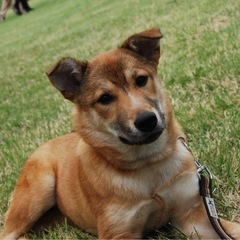 訓練済み中型雑種犬