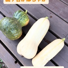 ②京野菜セット❣️賀茂なす🍆万願寺とうがらし&伏見とうがらし(今ならサービス付き🥺の画像