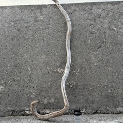 薄い色の流木の画像