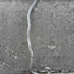 薄い色の流木の画像