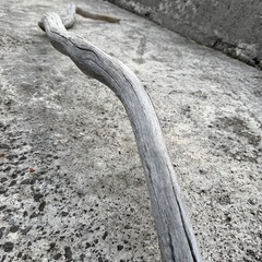 薄い色の流木の画像