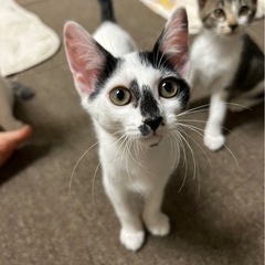 幸せを呼ぶ鍵しっぽ🐾甘えん坊女子のオハナちゃん🌸