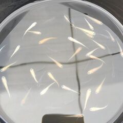 【お受け渡し者決定】　ミックスメダカ　成魚　楊貴妃×プラチナ星河リアルロングフィン　F４　めだかの画像