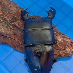 スマトラオオヒラタクワガタ【アチェ産】成虫ペア（♂91ｍｍ）※大型血統の画像