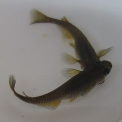 メダカ ブラック黄金体色 ヒレ長「サタン」の幼魚10匹の画像