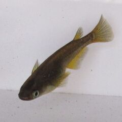 メダカ ブラック黄金体色 ヒレ長「サタン」の幼魚10匹の画像