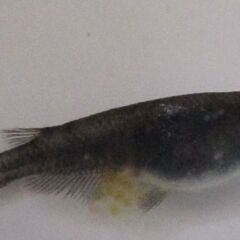 メダカ ブラック黄金体色 ヒレ長「サタン」の幼魚10匹の画像