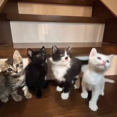 6月6日生まれの子猫ちゃん