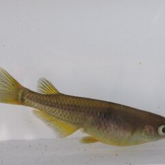 メダカ ブラック黄金体色 ヒレ長「サタン」の幼魚10匹の画像