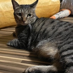 3本足のそうくん🐱推定２歳🐱まで病院の駐車場で患者さん、職…