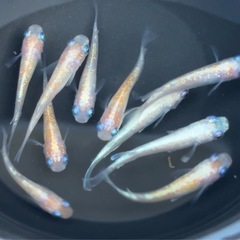 #53 紅白ラメメダカ　10匹　¥1,000の画像