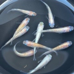 #53 紅白ラメメダカ　10匹　¥1,000の画像