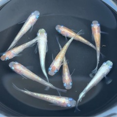 #53 紅白ラメメダカ　10匹　¥1,000の画像