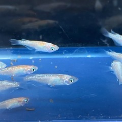 #53 紅白ラメメダカ　10匹　¥1,000の画像