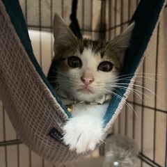 保護猫　白きじ　♀