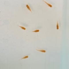 楊貴妃めだか半ダルマの画像