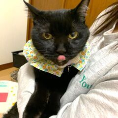 飼い主さんが飼育困難なため緊急募集
