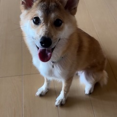 雑種メス　1歳