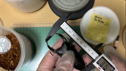 能勢YGと能勢SR　まとめ売り　オス48頭　メス97頭