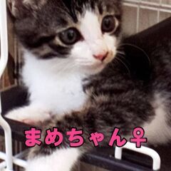 まめちゃん♂　7月20日㈰すみれペットクリニックさんでの譲渡会に...
