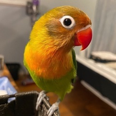ボタンインコ雌