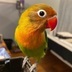 ランキングキーワードに紐づく投稿画像-インコ