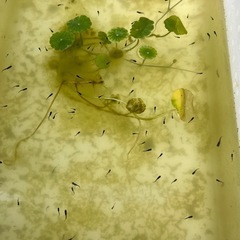 オロチメダカ針子幼魚100匹　幼魚持参出来る方の画像