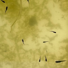 オロチメダカ針子幼魚100匹　幼魚持参出来る方の画像