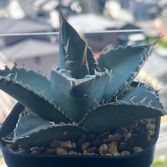 アガベ　イタリア実生　オテロイ　多肉植物　観葉植物　ビザールプランツの画像